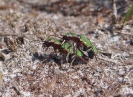 Groene zandloopkevers_1